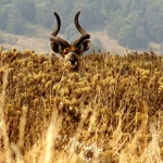 Nyala horská, sameček