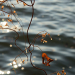 osud divokého chmelu