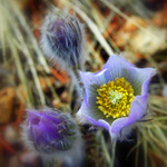 První květy v zasněžených Rocky Mountains...