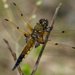 Vážka čtyřskvrnná