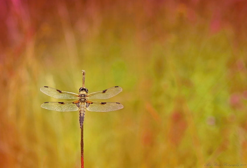 ... Odpalovací stanoviště ...