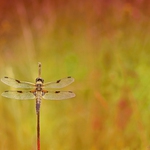 ... Odpalovací stanoviště ...