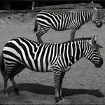 Zebry ...