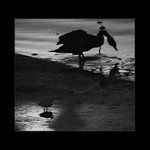 Ze života stínů ...