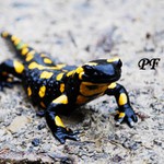 Péefdvatisícetřináct