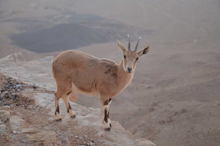 ..ráno v Mitzpe Ramon..
