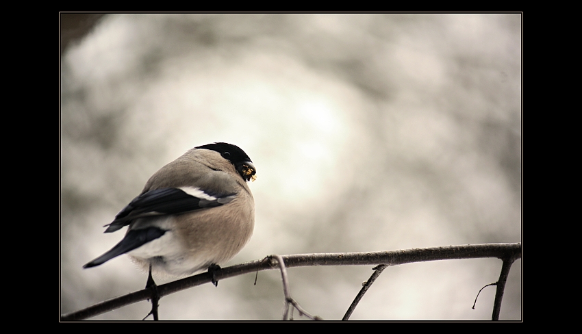S plnou pusou se nemluví.