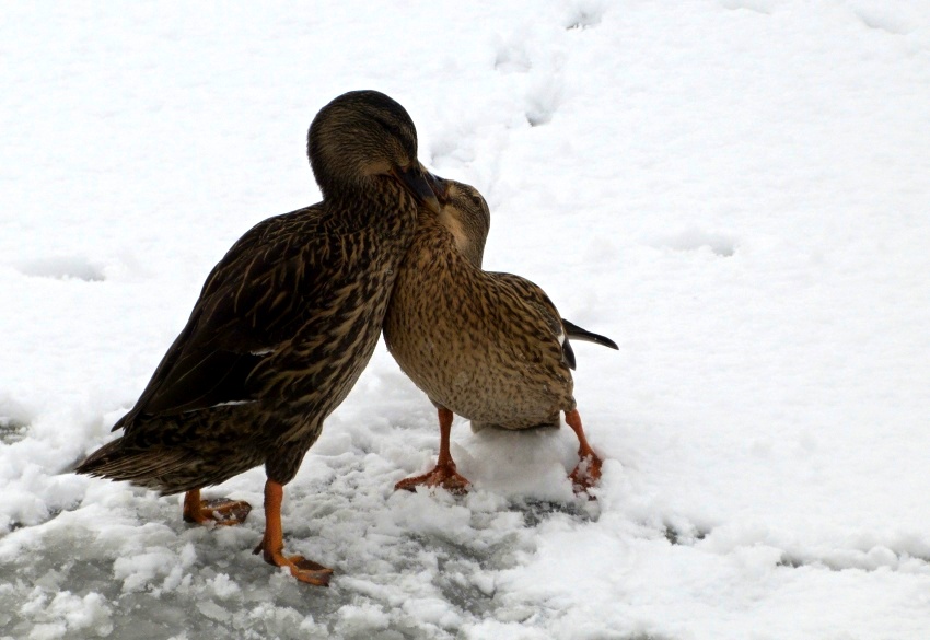 Já ti dám chodit mi za mužem!