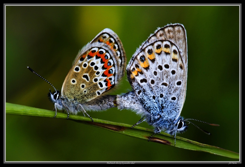 Radujme se a množme  se