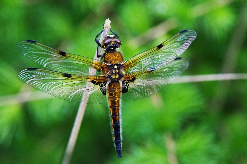 Vážka čtyřskvrnná