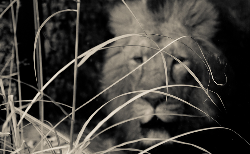 - Gotcha! -