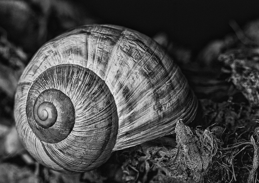 Záhradná chatka na prenájom