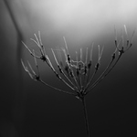 Satelit brouka Pytlika