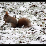 Kde jsou ty oříšky?