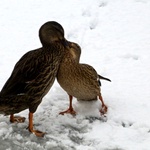 Já ti dám chodit mi za mužem!