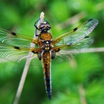 Vážka čtyřskvrnná