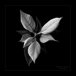 Euphorbia pulcherrima