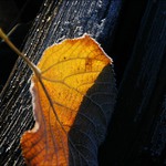 Poslední smutek podzimu