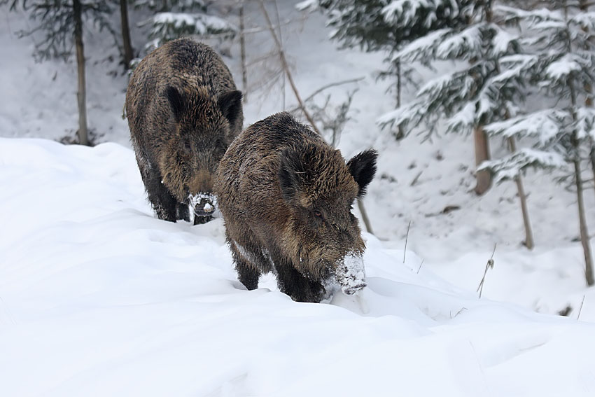 Prase divoké - Sus scrofa, 2.