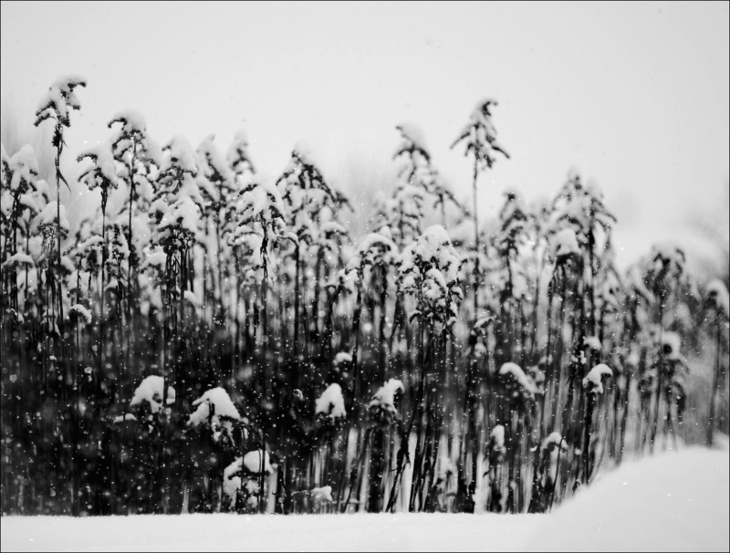 A zase sněží.....