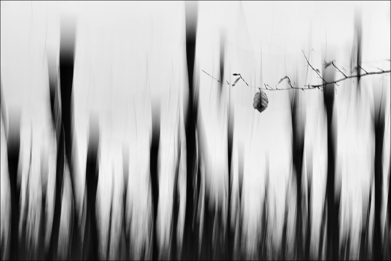 V začarovaném lese.....