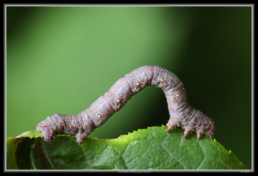 Drsnokřídlec třešňový