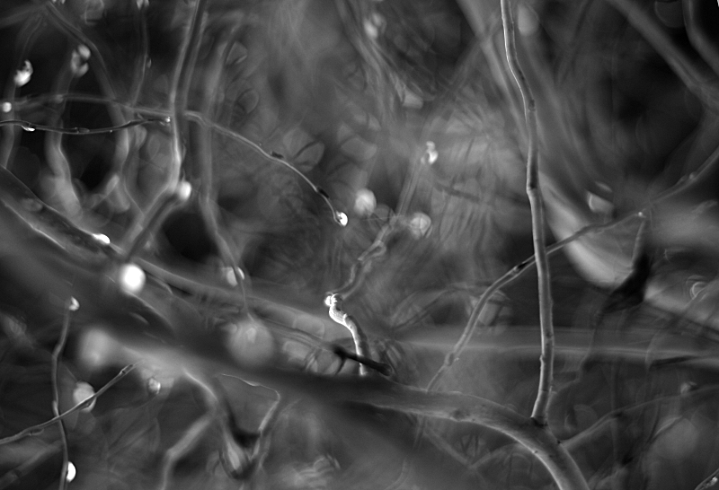 neurony