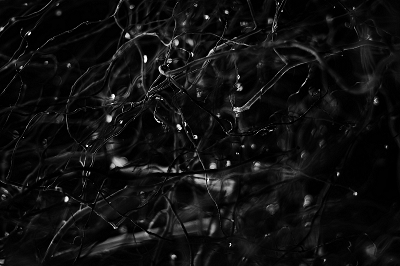 synapse