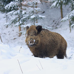 Prase divoké - Sus scrofa