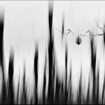 V začarovaném lese.....