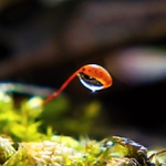 Křemílkova lampička