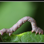 Drsnokřídlec třešňový