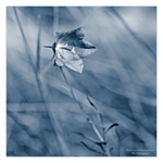 Campanula