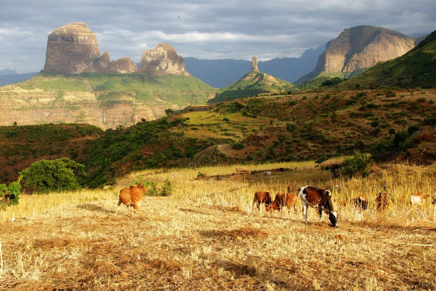 Krajina s kravičkami