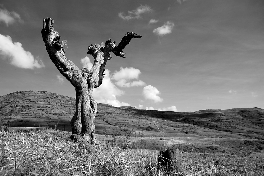 Krajina se stromem (II)