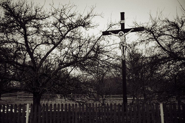 stromy a my – jabloň