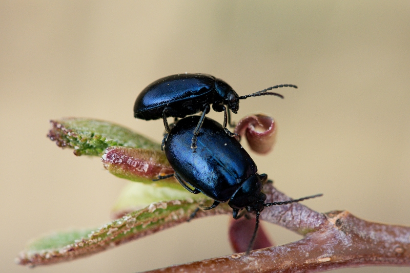 Bázlivci už zase řádí