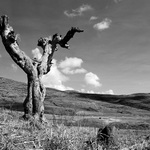 Krajina se stromem (II)