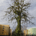 stromy a my – lípa