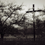 stromy a my – jabloň