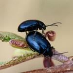 Bázlivci už zase řádí