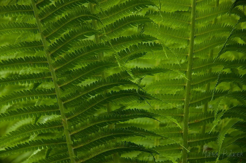 Zelený čaj pod Kaprunem