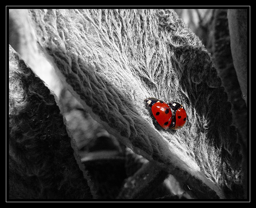 Bugs on leaf