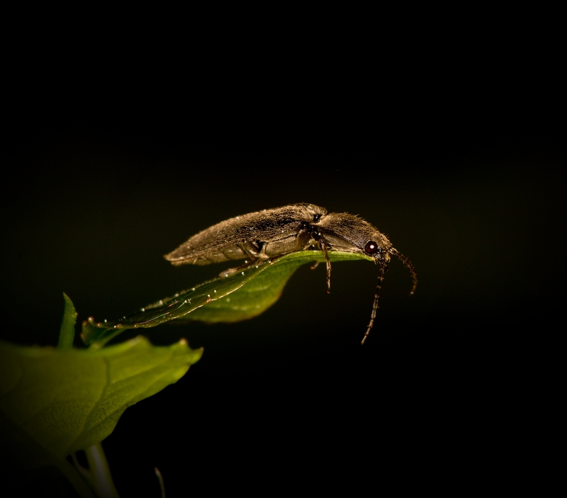 Smutný Kovařík černý