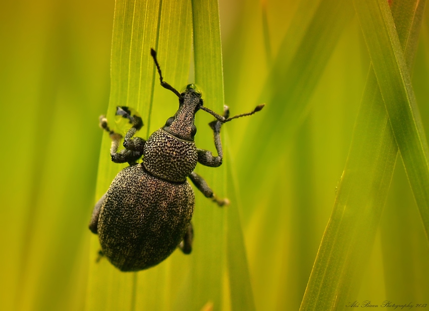 ... Hluboko v trávě ...