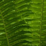 Zelený čaj pod Kaprunem