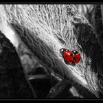 Bugs on leaf