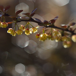 test stařičkého manuálního skla