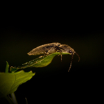 Smutný Kovařík černý