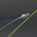 Šídélko s roztoči